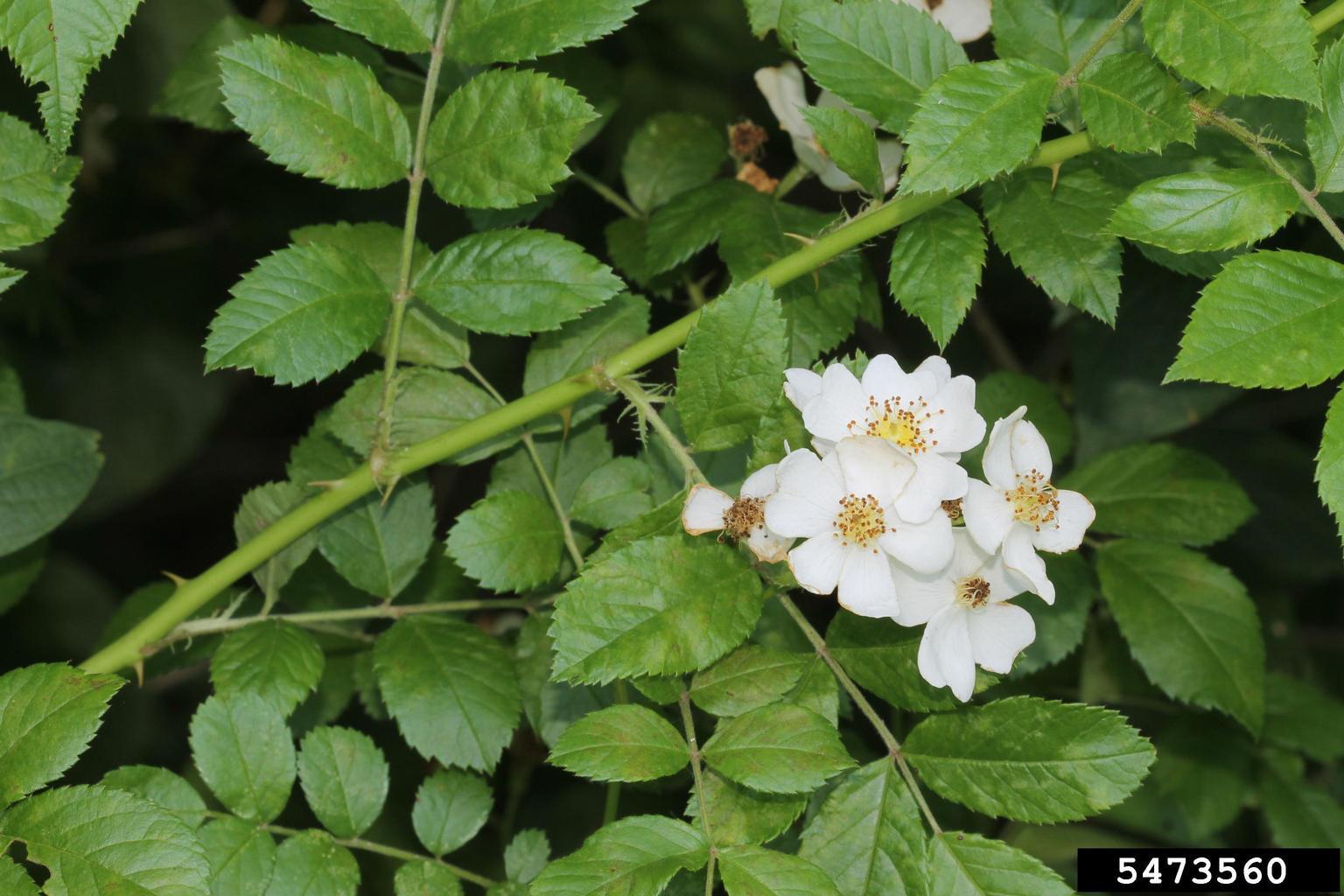 Шиповник Rosa multiflora